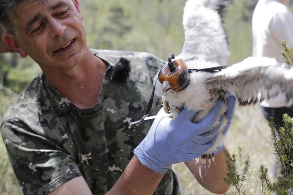 Agentes rurales anillan halcones peregrinos en el Penedès