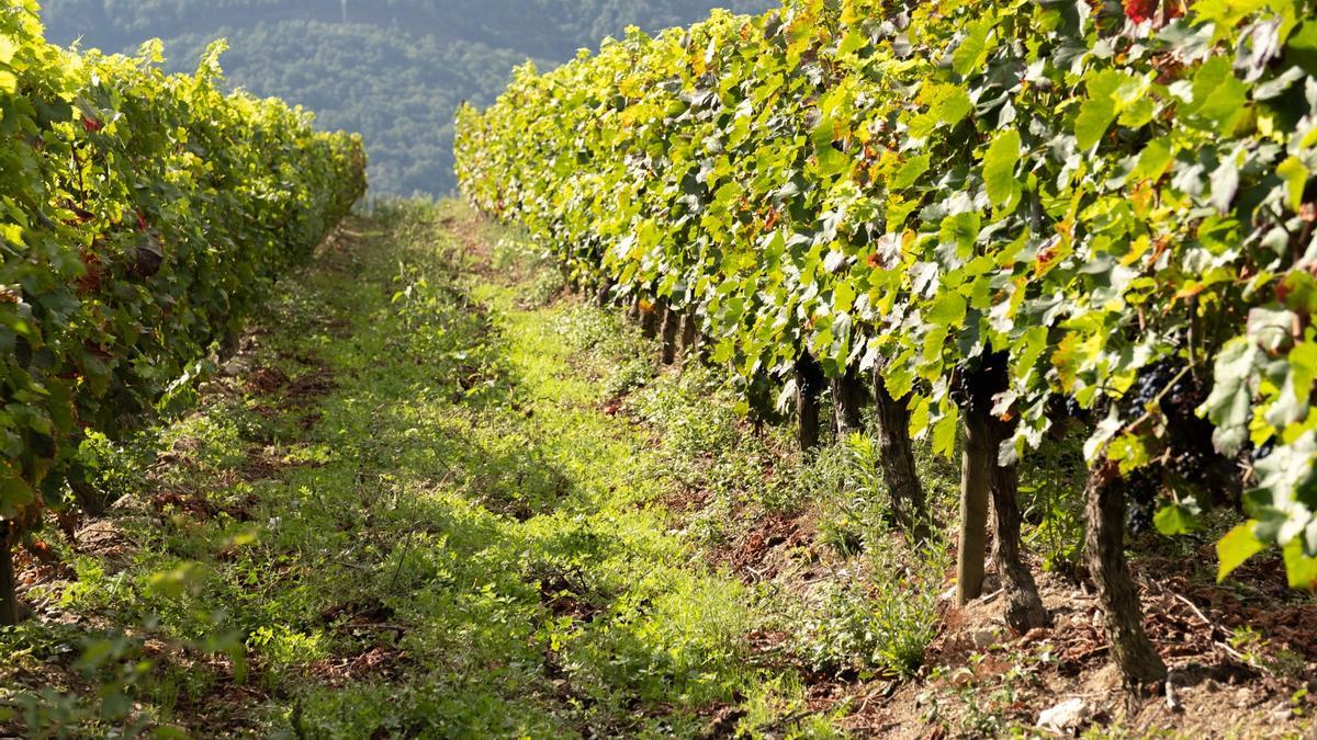 Viñedos en Galicia.