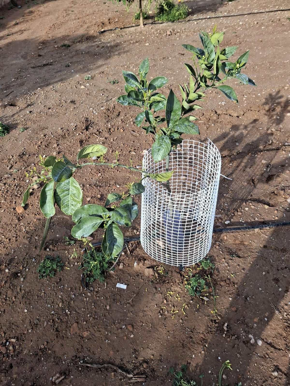 Malla puesta a un plantón para impedir que los jabalíes lo dañen.