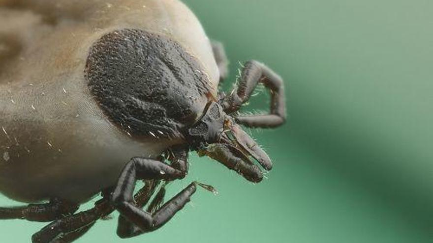 Ejemplar de Ixodes ricinus, garrapata propia de Europa.