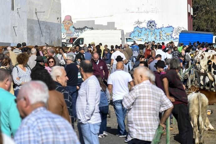 08-12-19 GRAN CANARIA. JINAMAR. JINAMAR. TELDE. Fiesta de la Inmaculade Concepcion y de la Caña Dulce de Jinamar, feria de ganado, procesión.. Fotos: Juan Castro.  | 08/12/2019 | Fotógrafo: Juan Carlos Castro