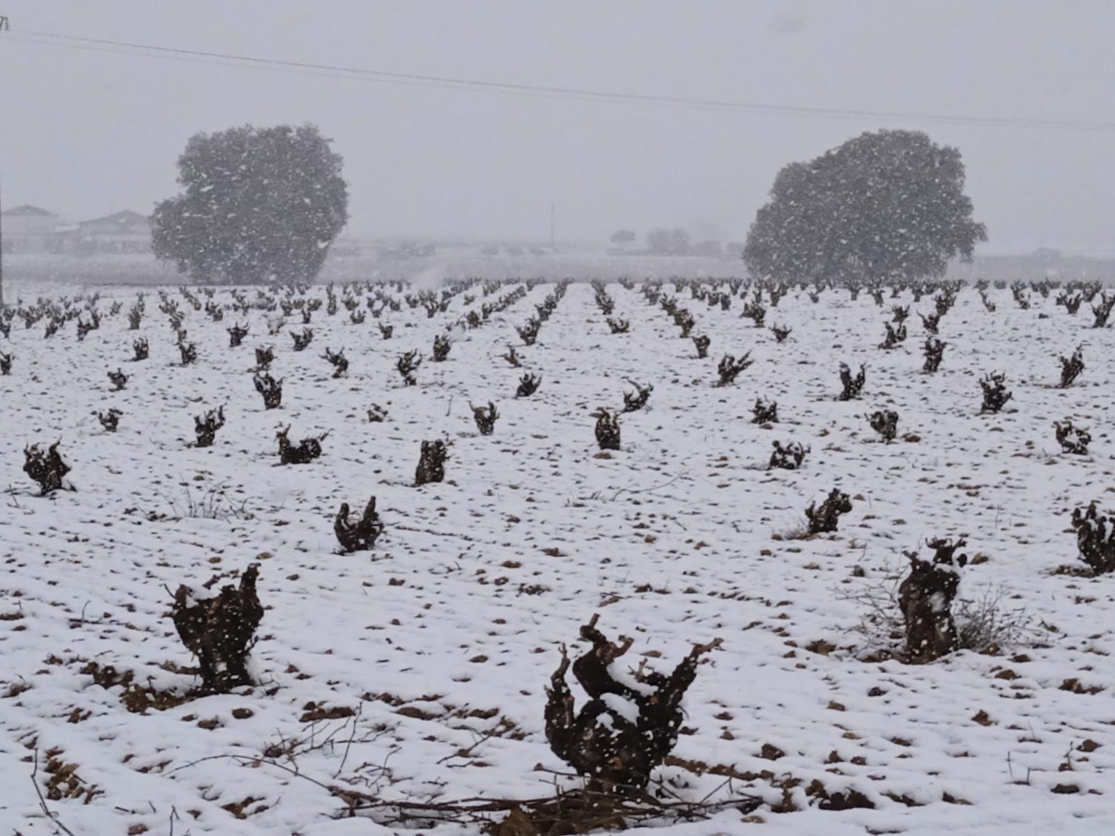 GALERÍA | Nieve sobre la flor del almendro en Zamora