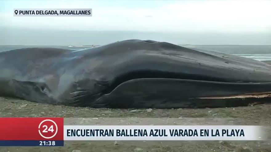 Selfies con una ballena muerta