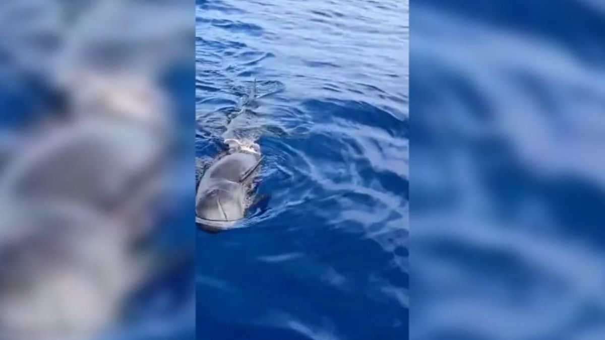 Tiburón mako devora a un calderón en Tenerife | Escena impactante en aguas canarias