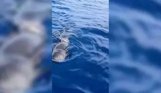 El impactante ataque de un tiburón a un calderón en aguas de Tenerife
