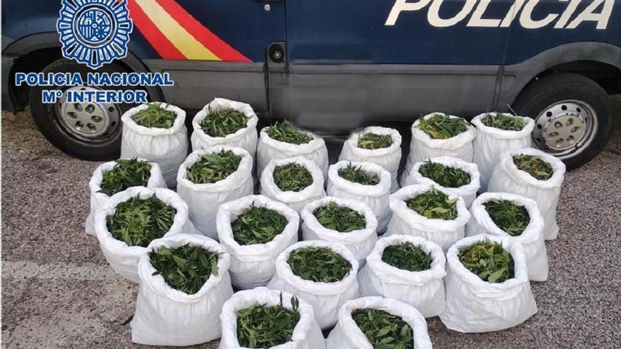 La Policía desmantela una plantación de marihuana en La Carlota