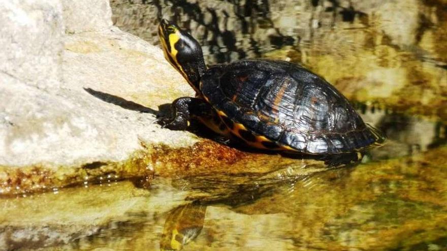 Sapoconcho de Florida (Trachemys scripta) na pequena poza do Monte de San Pedro na cidade da Coruña (foto: C. D. Romay Cousido).