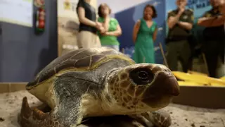Una tortuga boba a escala real llega al Museo de la Ciencia de Murcia