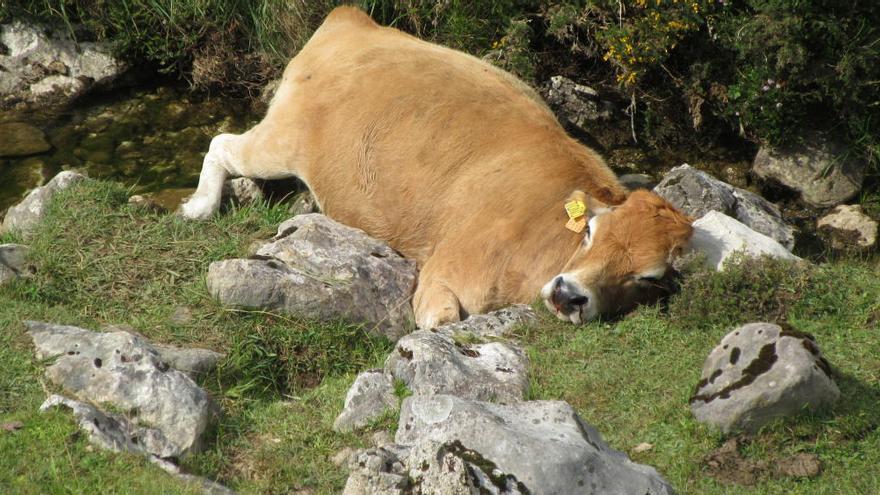 Lagos de Covadonga: una vaca muerta atrae la atención en otra jornada con muchas visitas