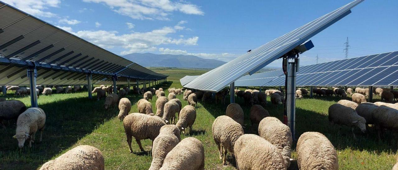 Un ejemplo de usos ganaderos compatibles con las plantas solares, una práctica que quiere impulsar Atitlan en sus instalaciones. | INFORMACIÓN