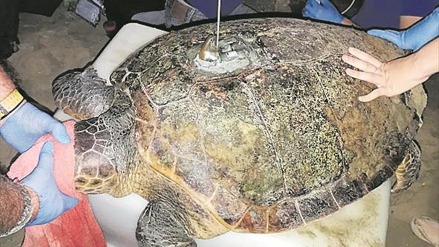 Una tortuga boba busca anidar en Benicàssim