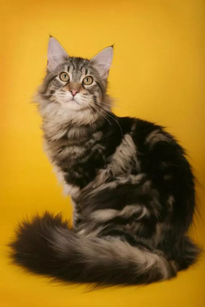 Las razas de gatos más grandes del mundo