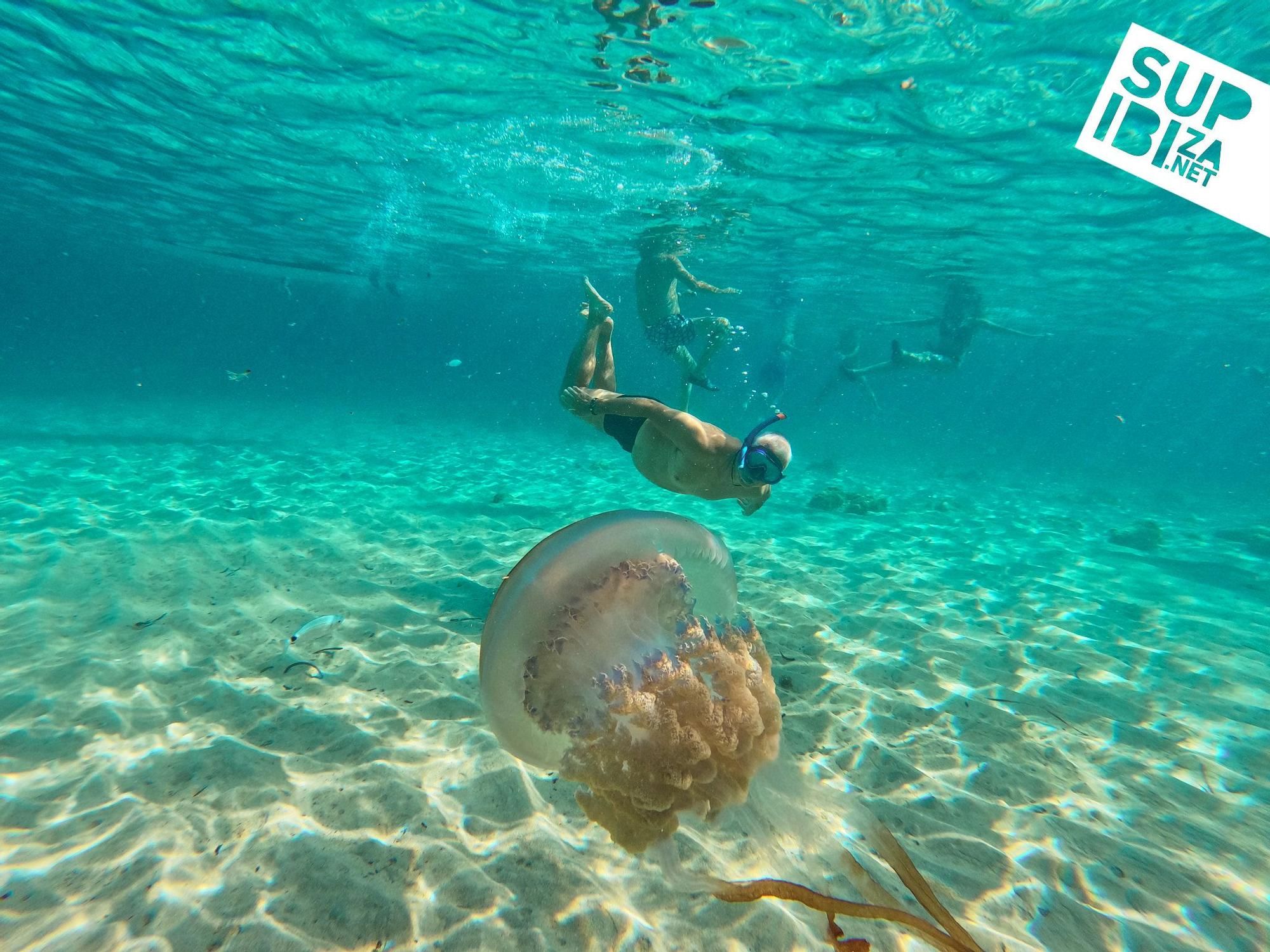 Un grupo de turistas se topa con una medusa de 40kg en Ibiza y se baña con ella