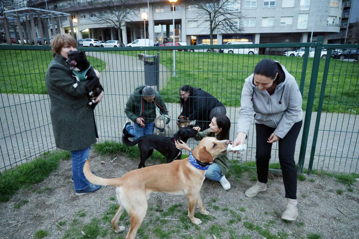 Perros con sus dueños en un parque canino de Vigo.