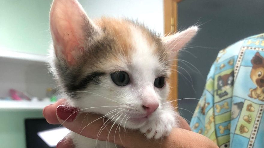 Sofi, la gatita de Zamora que necesita una adopción urgente: &quot;Se le acaba el tiempo&quot;
