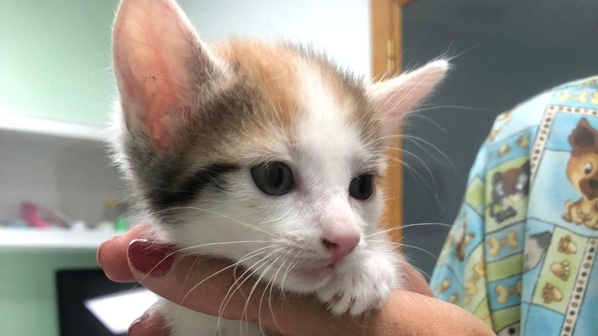 La gatita Sofi.