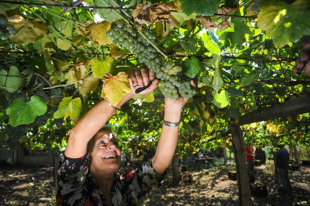 Primer fin de semana de vendimia en Rías Baixas