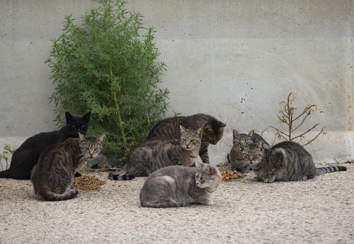 Imagen de archivo de gatos en Sagunt.
