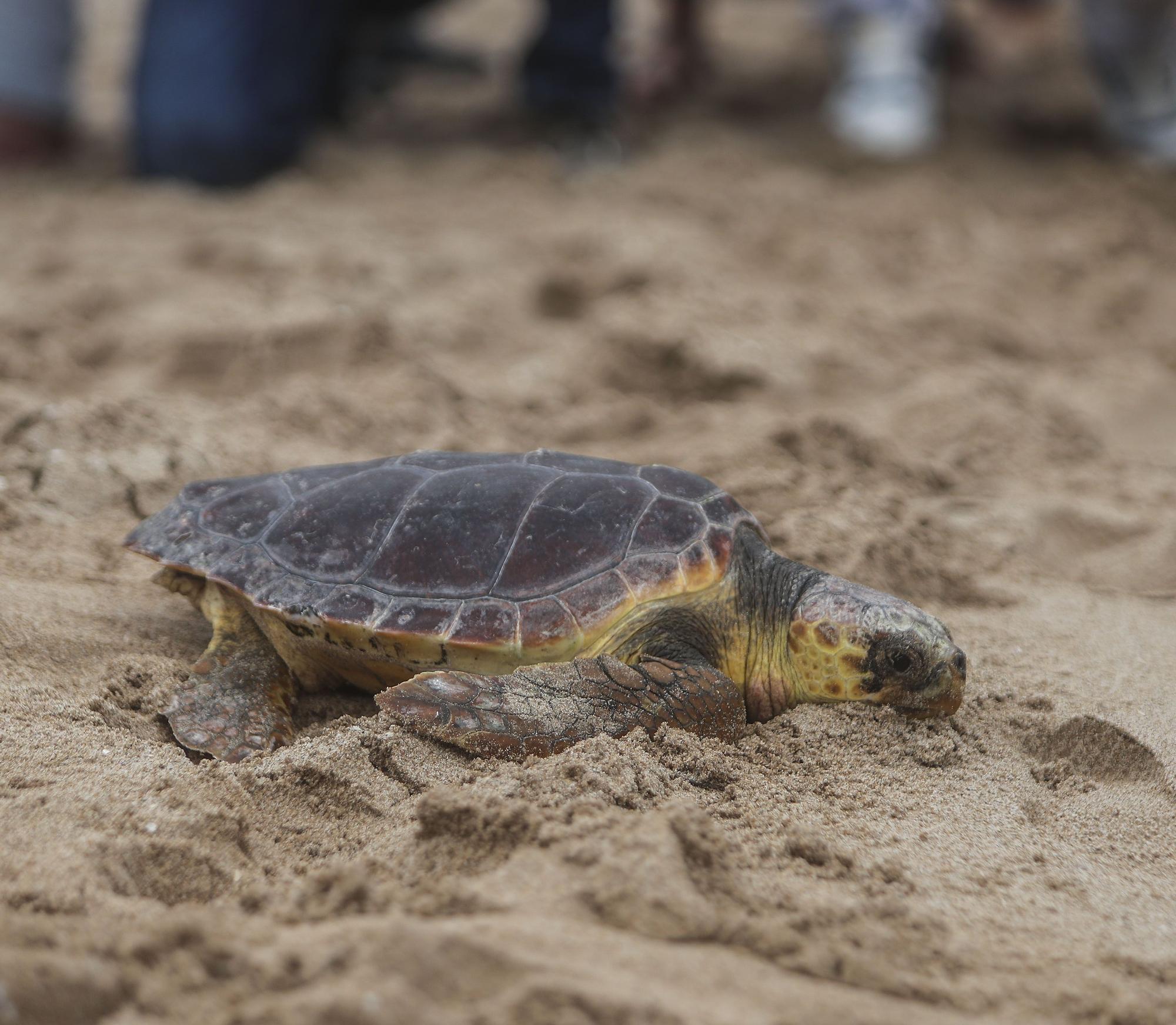 Liberación de tortugas marinas en el Parador de El Saler