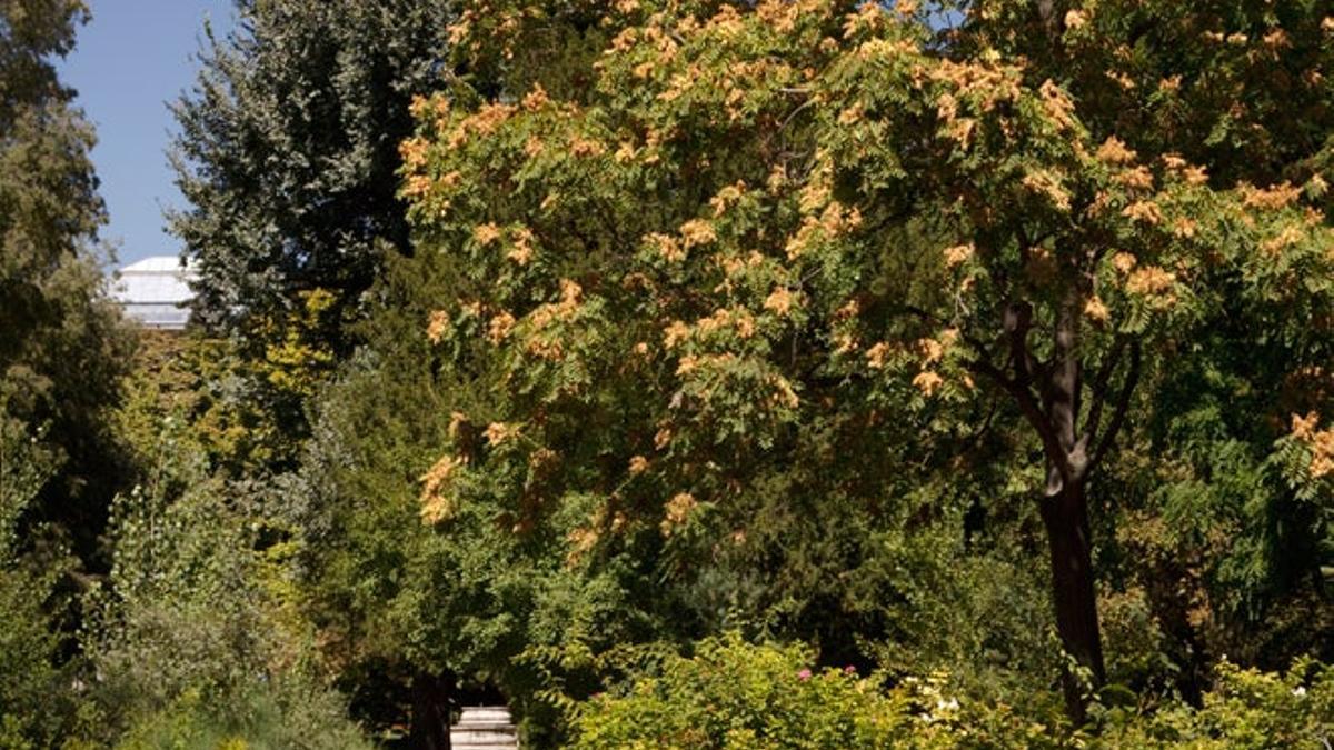 El Real Jardín Botánico de Madrid a fondo este verano
