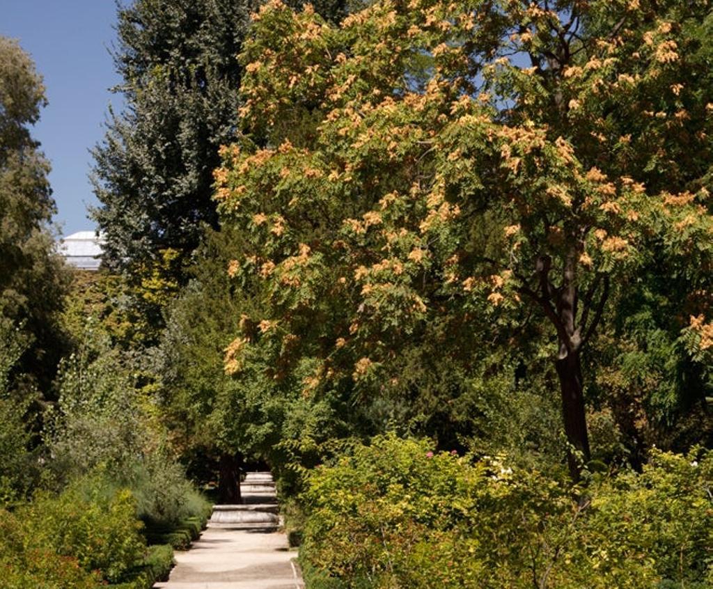 El Real Jardín Botánico de Madrid a fondo este verano