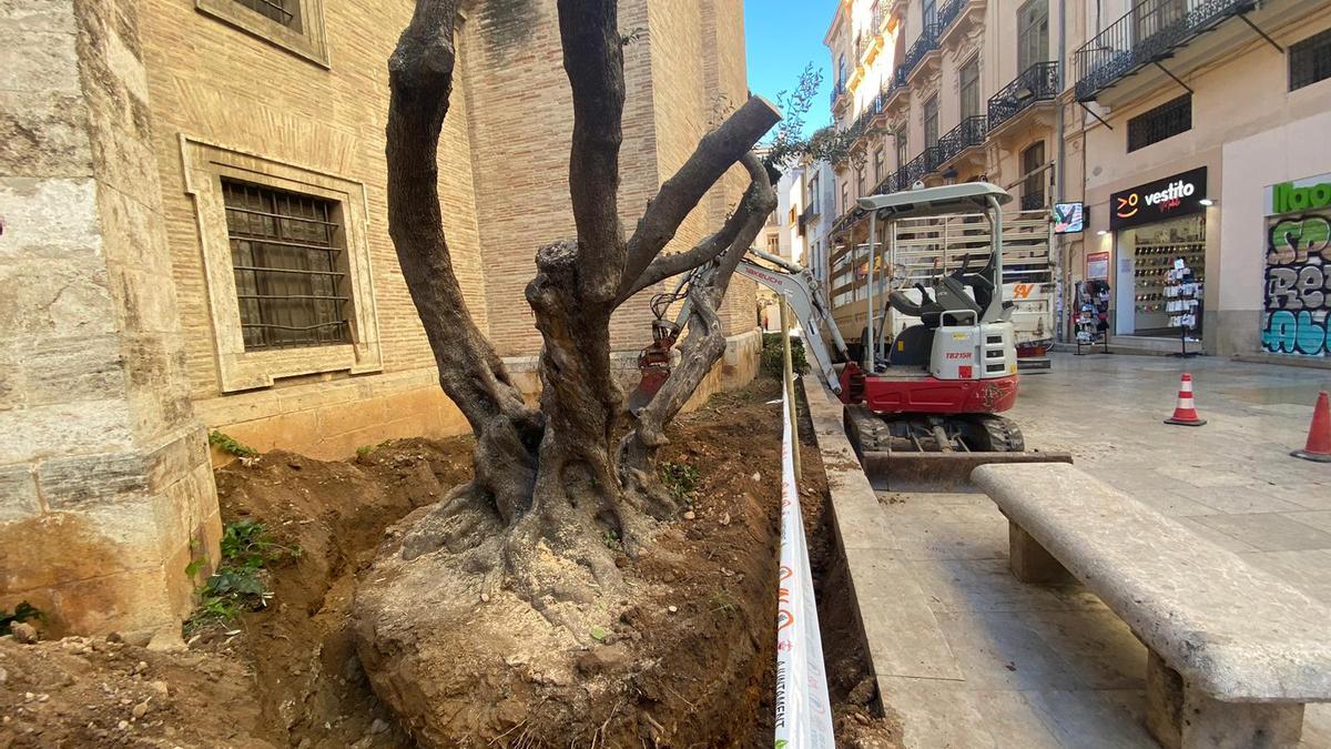 Uno de los olivos de la calle Micalet en el traslado de hoy