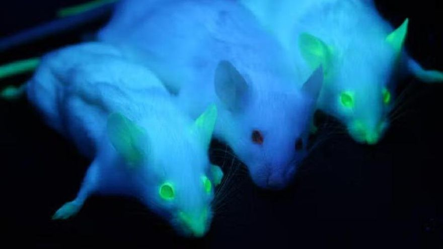Moléculas con luz propia para combatir el cáncer desde la Región de Murcia