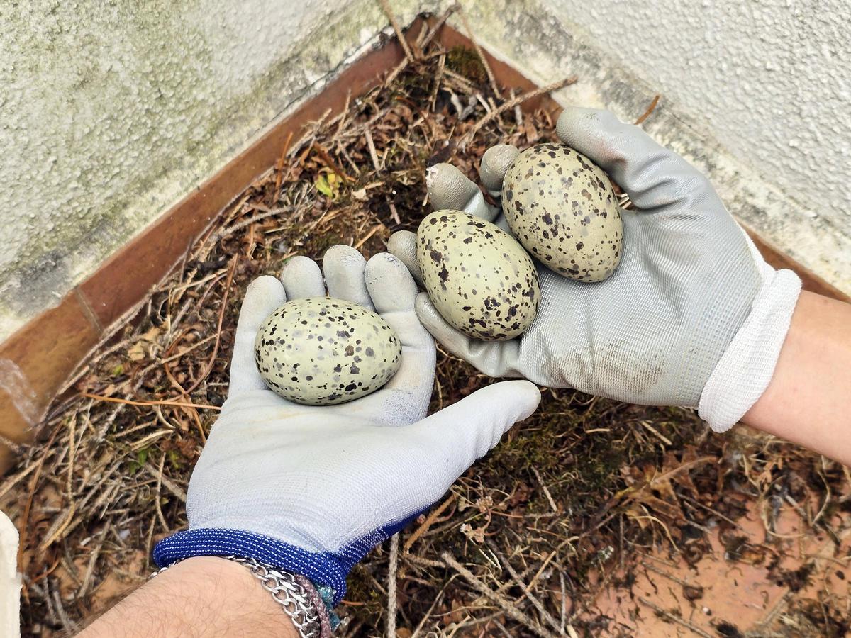Los trabajadores muestran los huevos de gaviota.