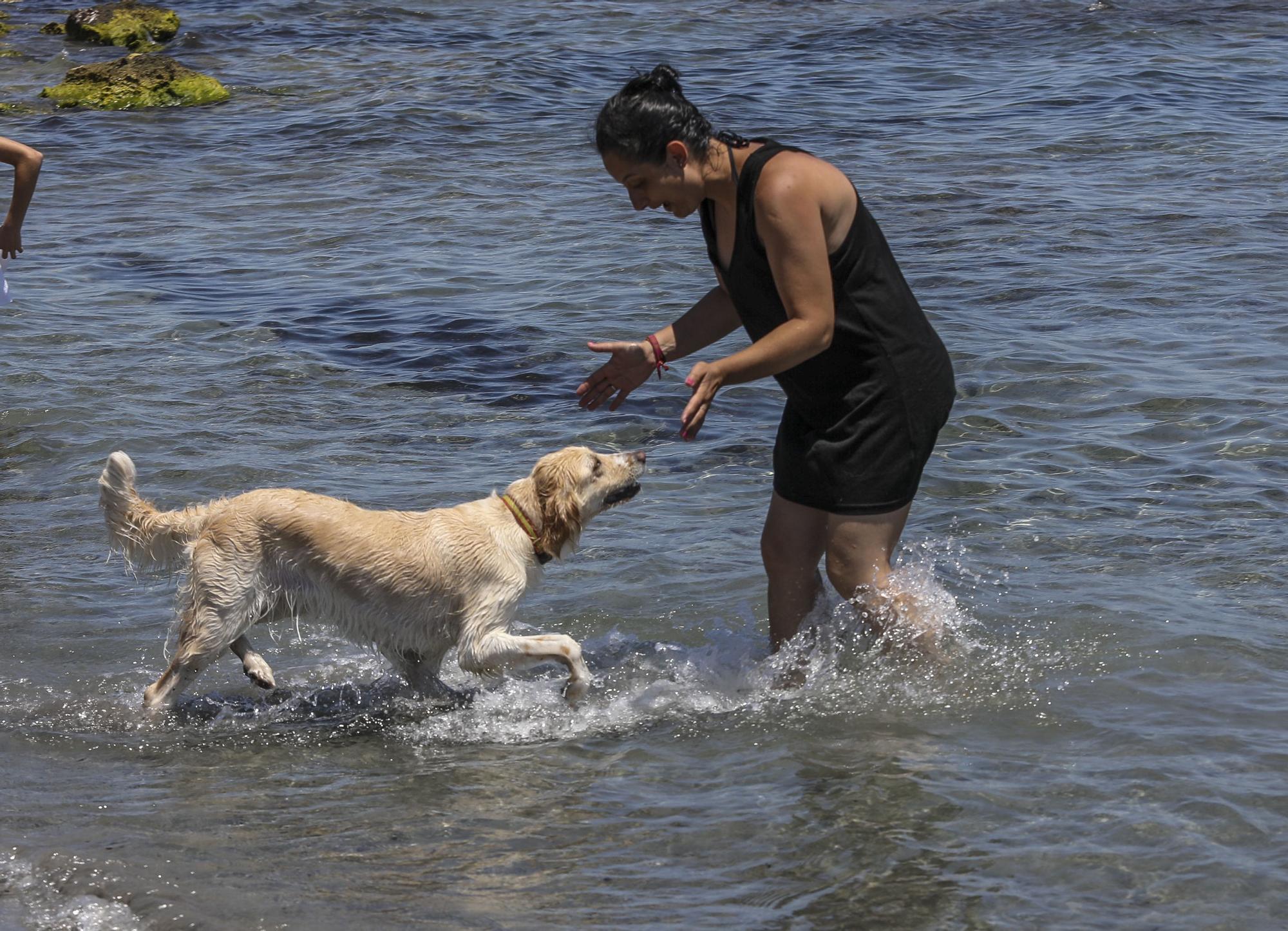 Cala dels gossets de Santa Pola: una playa con instinto animal