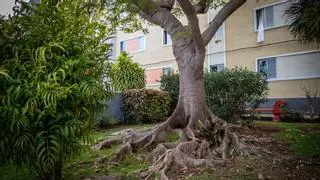 Vecinos de La Salud rechazan la tala de un árbol de sesenta años en su jardín privado