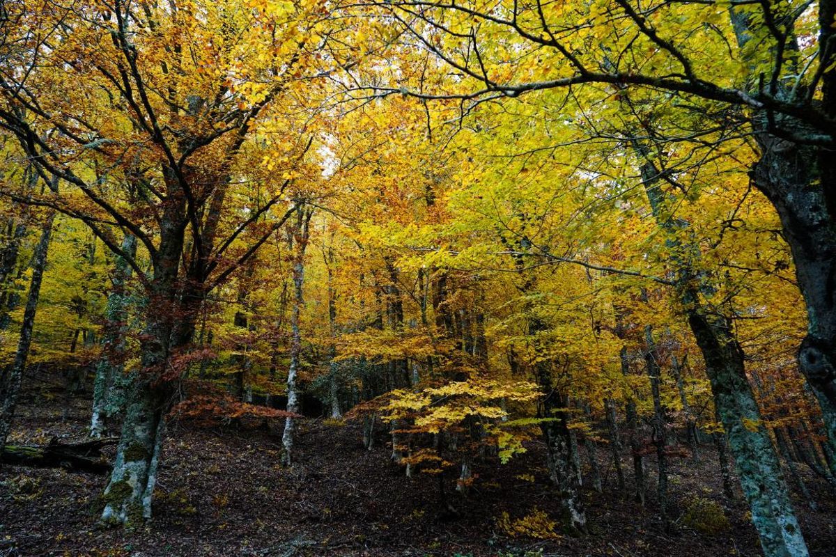 Hayedo de Montejo, el primer paisaje natural Patrimonio de la Humanidad de Madrid.