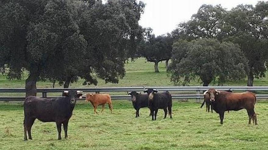 Los encierros contarán con dos ganaderías de renombre