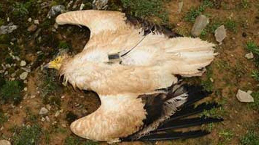 Detenido el autor del envenenamiento de 14 aves protegidas en una finca de Siruela