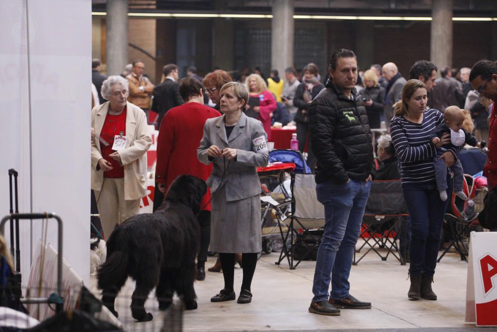 Expocanina 2018