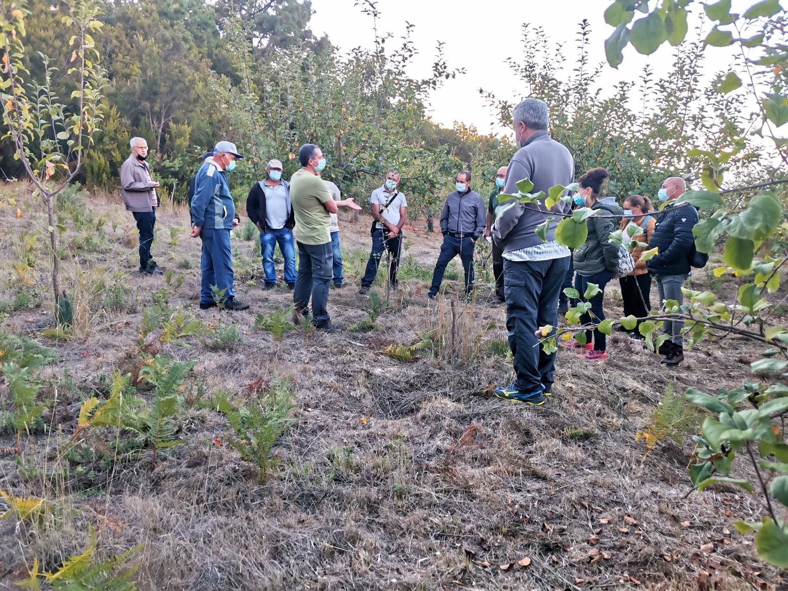 Visita a una zona de cultivo de manzana pajarita en La Orotava