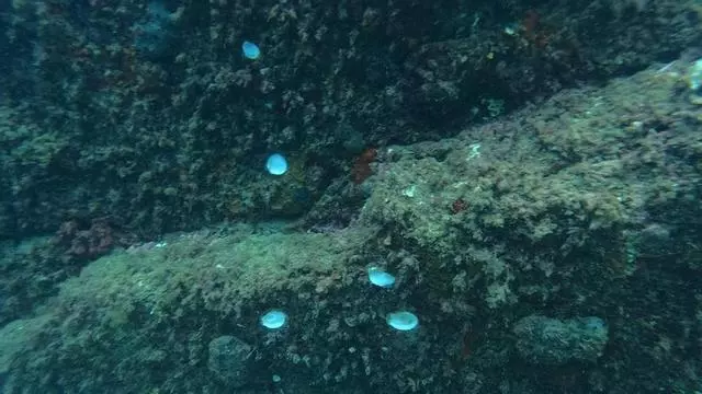 Vídeo | Mortaldat d’ostres vermelles al sud de la Costa Brava coincidint amb el rècord de temperatura