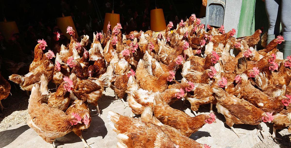 Una nueva vida como granjeras en la pandemia