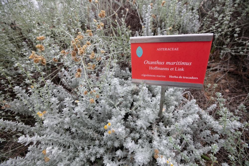 Abre sus puertas en Sant Rafel el primer jardín botánico y biotecnológico de las Pitiusas con vegetación de ambas islas