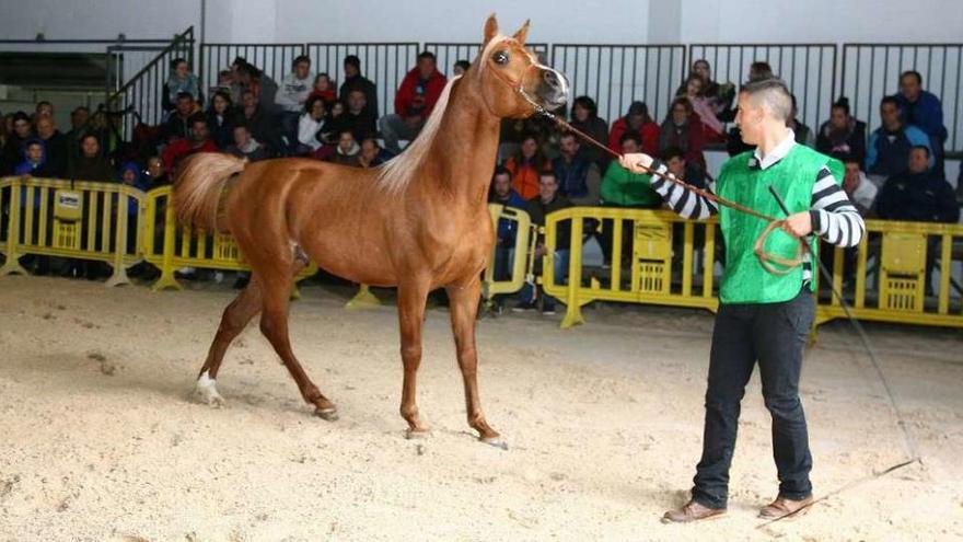 El público admiró la bella estampa de los caballos árabes en la nueva pista de Guimarei. // Bernabé / Cris M.V.