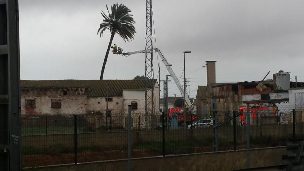 Los bomberos de Burjassot aseguran una palmera.