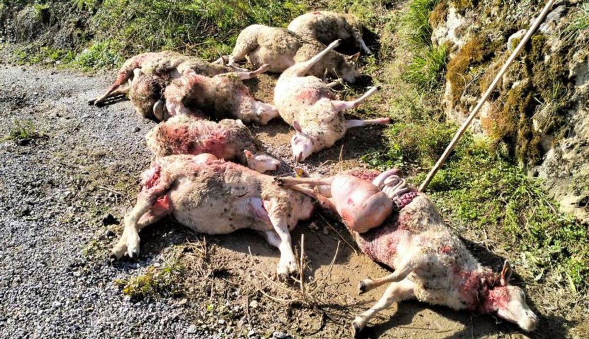 Las ocho ovejas muertas por ataques de lobos en Pelúgano.