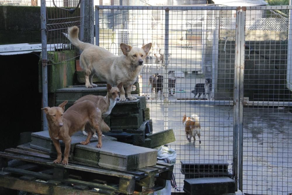 Cachorros abandonados en O Morrazo buscan un hogar