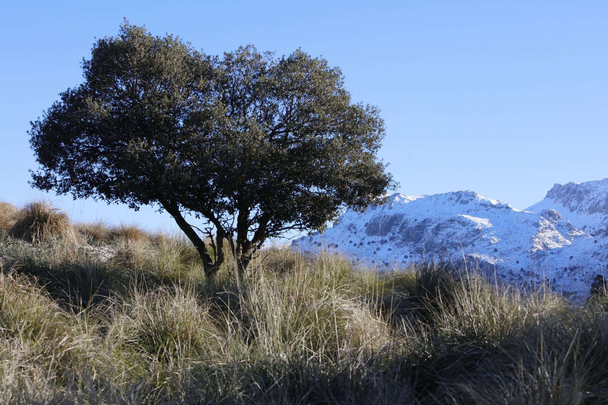 Schnee in der Tramuntana - Wanderung am Stausee Cúber auf Mallorca