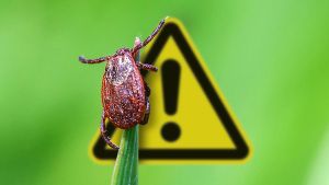 Brown tick sits on green blade of grass stalk in summer forest