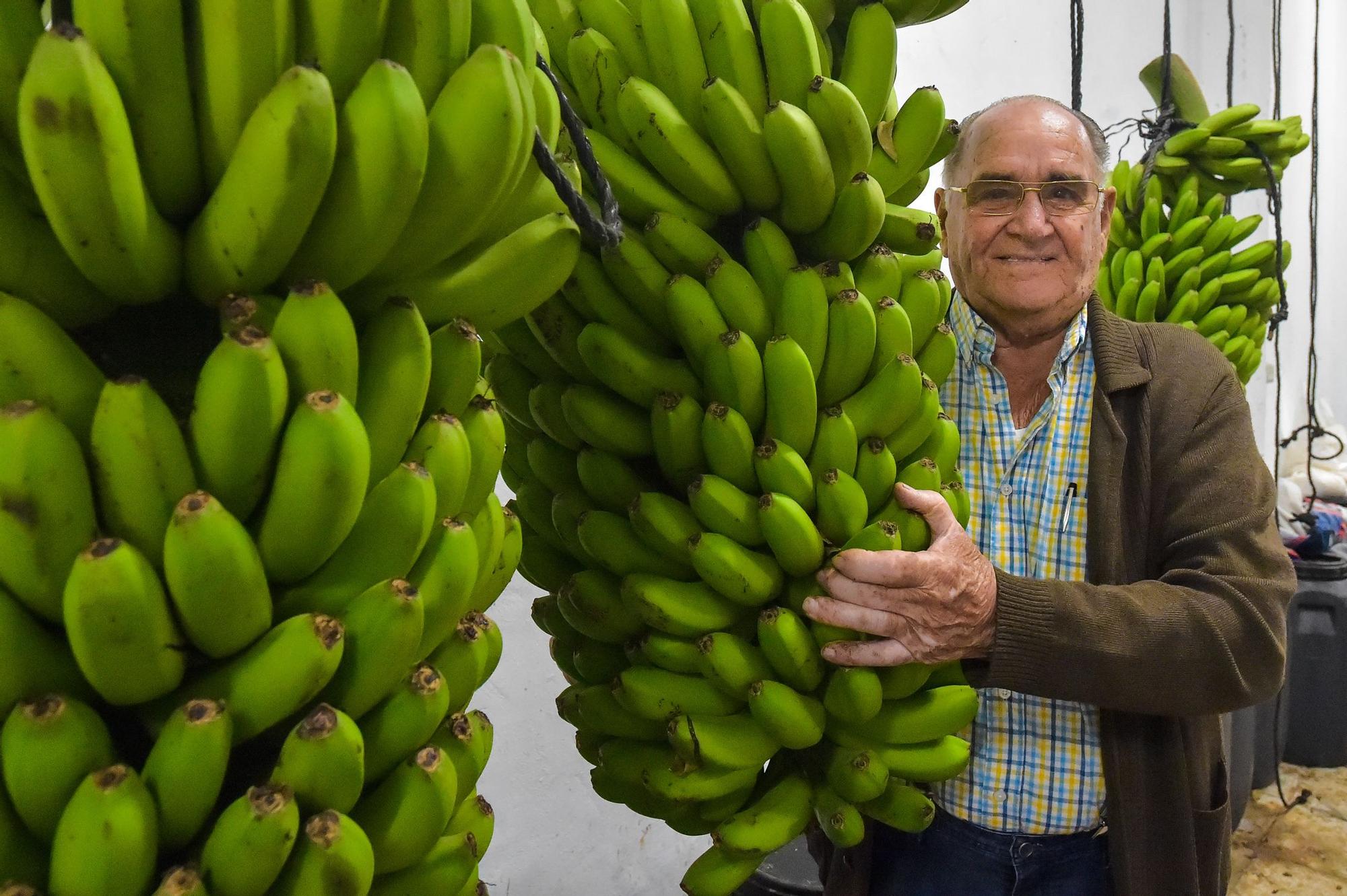 José Medina Rodríguez, en su finca de El Ejido