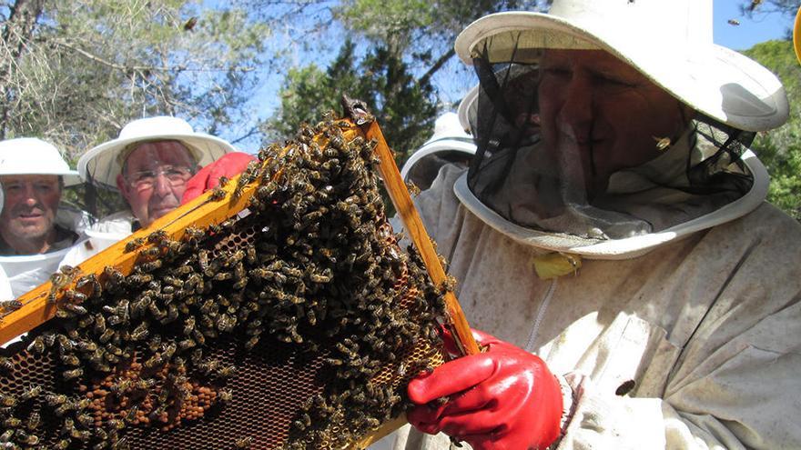 Impacto desastroso en las abejas de Ibiza por la escasez de lluvias y el calor