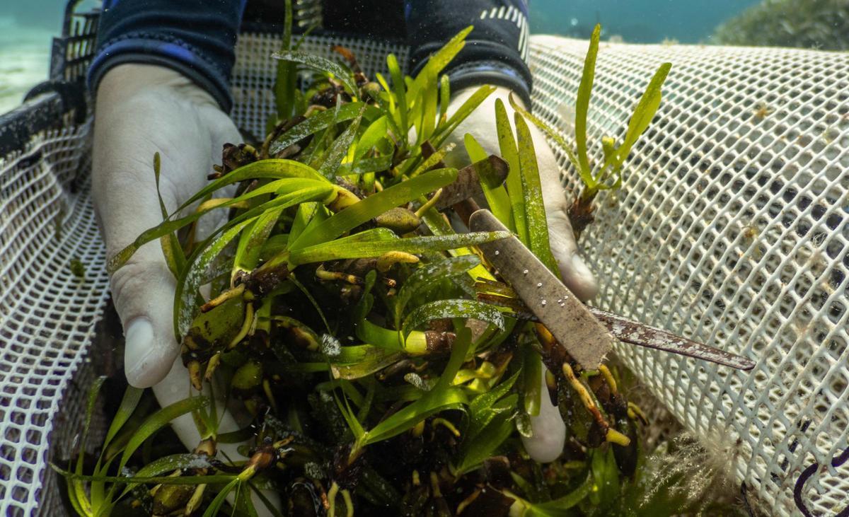 Galería: Un jardín submarino de posidonia de ses Salines Galería: Un jardín submarino de posidonia de ses Salines