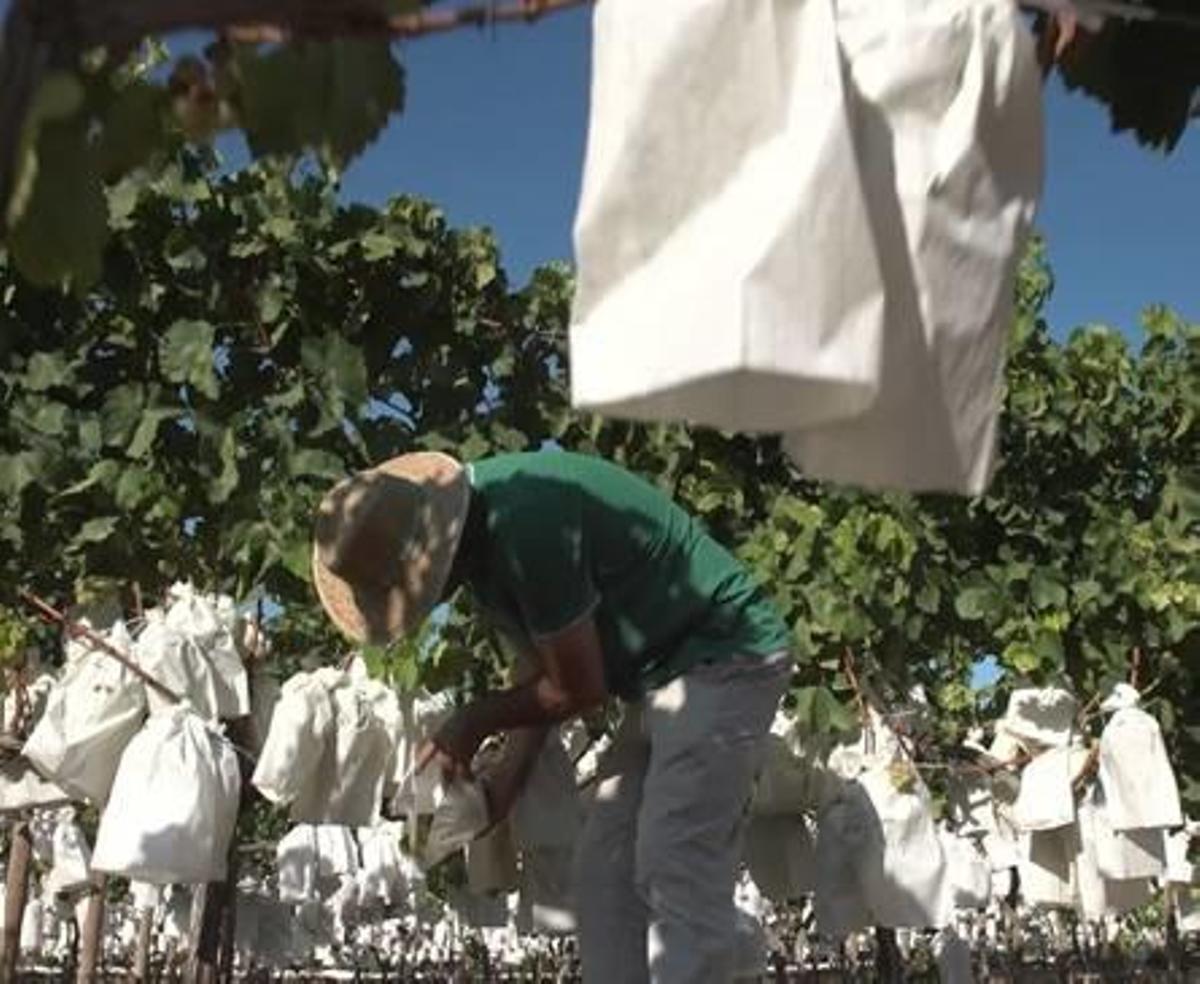 La agricultura ecológica crece en la provincia de Alicante un 19% y supera las 40.000 hectáreas