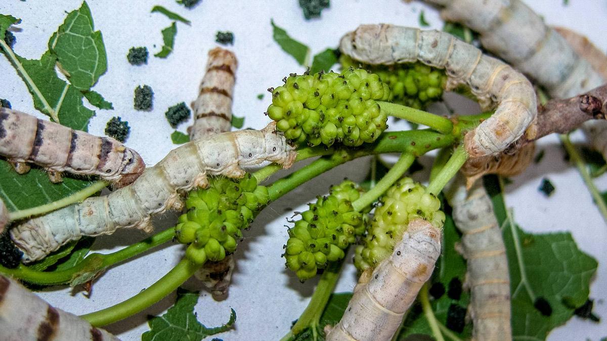 Usan gusanos de seda modificados genéticamente para obtener tela de araña