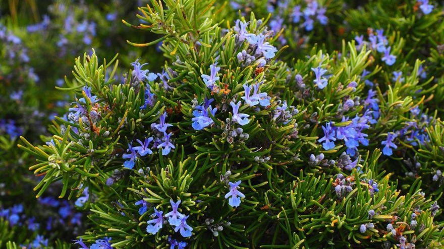 Flores de romero.